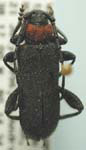 Ropalopus sanguinicollis