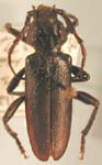Semanotus juniperi