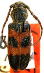 Semanotus ligneus basalis