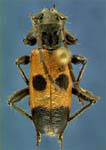 Semanotus ligneus ligneus