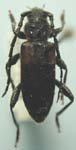 Semanotus ligneus sequoiae