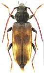 Semanotus terminatus