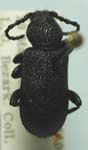Xylocrius agassizi