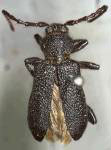 Xylocrius cribratus