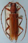 Coleoxestia cinnamomea (Gounelle, 1909: 615)