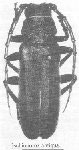 Ischionorox antiqua Aurivillius, 1922: