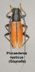 Plocaederus rusticus
