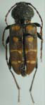  Calloides nobilis nobilis