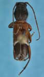  Clytoleptus albofasciatus