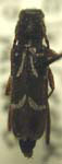  Clytus canadensis