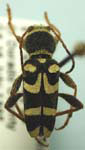  Clytus planifrons