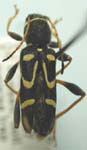  Clytus ruricola