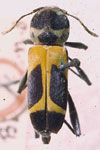  Mecometopus batesii