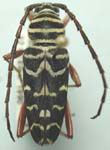  Megacyllene caryae