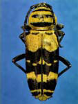  Megacyllene decora