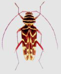 Megacyllene magna