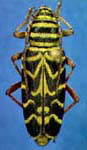  Megacyllene robiniae