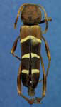  Neoclytus acuminatus acuminatus