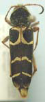  Neoclytus caprea