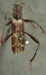  Neoclytus horridus