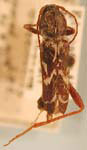 Neoclytus leucozonus leucozonus