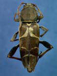  Neoclytus mucronatus mucronatus