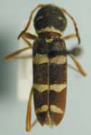  Neoclytus provoanus