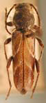  Xylotrechus (Xylotrechus) aceris