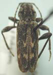  Xylotrechus (Xylotrechus) annosus annosus