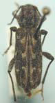  Xylotrechus annosus emotus