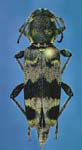  Xylotrechus colonus