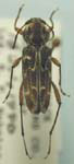  Xylotrechus integer