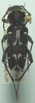  Xylotrechus longitarsis