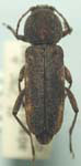  Xylotrechus mormonus