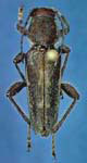  Xylotrechus sagittatus sagittatus