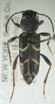  Xylotrechus schaefferi