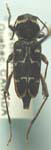  Xylotrechus undulatus