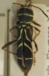 Ygapema delicata