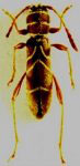 Ygapema plaumanni