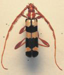  Achenoderus octomaculatus