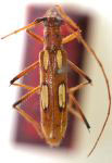 Beraba decora