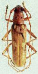 Beraba inermis