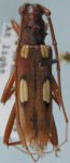 Beraba longicollis