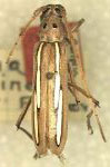 Eburia (Eburia) albolineata