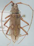Eburia (Eburia) bahamicae