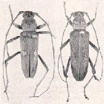 Eburia (Eburia) bonairensis