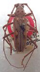 Eburia (Eburia) caymanensis
