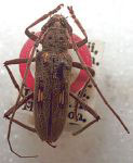 Eburia (Eburia) concisispinis