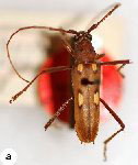 Eburia (Eburia) confusa