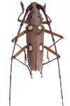 Eburia (Eleutho) consobrina